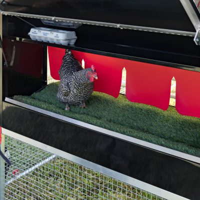8 x 12 Redline Coop [Egg Box, Detail, Laying with Chicken]